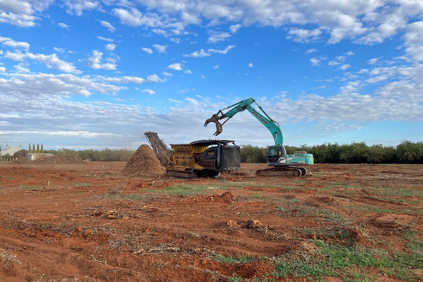 An excavator is loading the old almond trees into the chipping machine