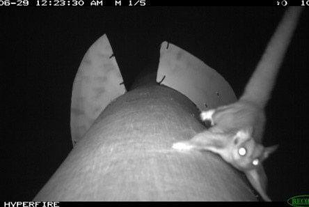 Sugar glider using a pole crossing.