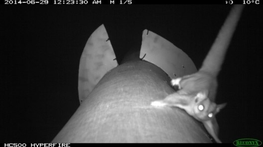 Sugar glider using a pole crossing.