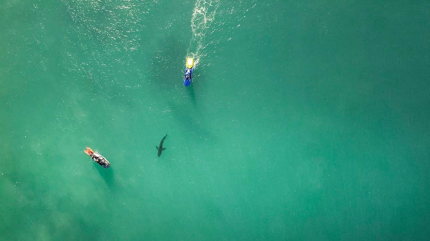 A shark forced Mick Fanning out of the water at J-Bay for the second time in recent years. (Photo: WSL)