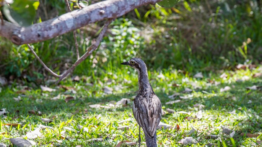 Bush stone-curlews are one of the animals being attacked by foxes on North Stradbroke Island.