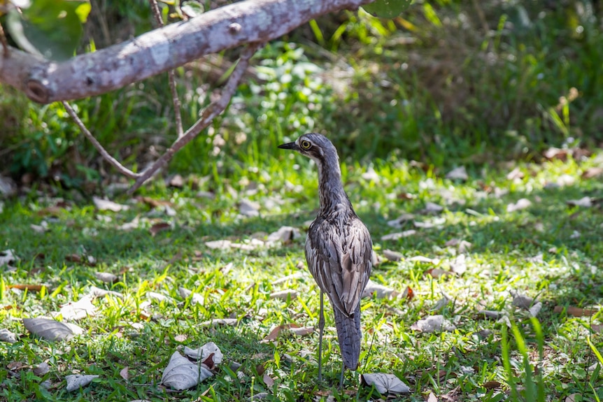 Bush stone-curlews are one of the animals being attacked by foxes on North Stradbroke Island.