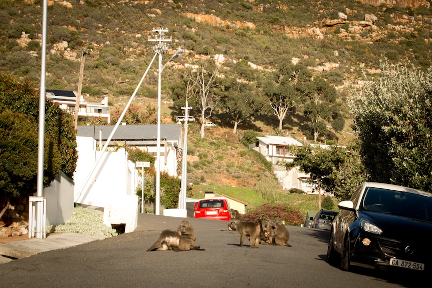 Baboons wander through a residential streets in Simonstown foraging for food,