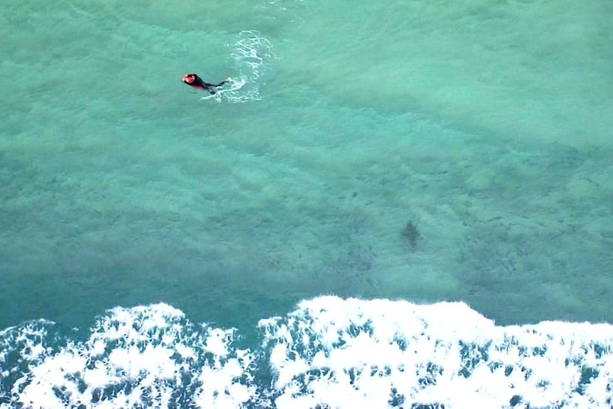 A shark swims just metres from where a boogie boarder paddles at Bondi Beach.