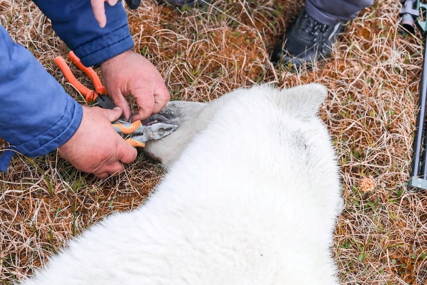 A polar bear lays on the ground as a man opens its mouth with pliers. 