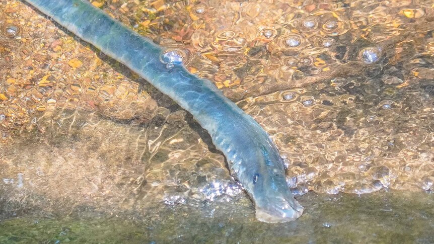 A long blue worm looking eel in the water 