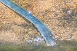 A long blue worm looking eel in the water 