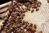 close up of hundreds of bees working in a hive