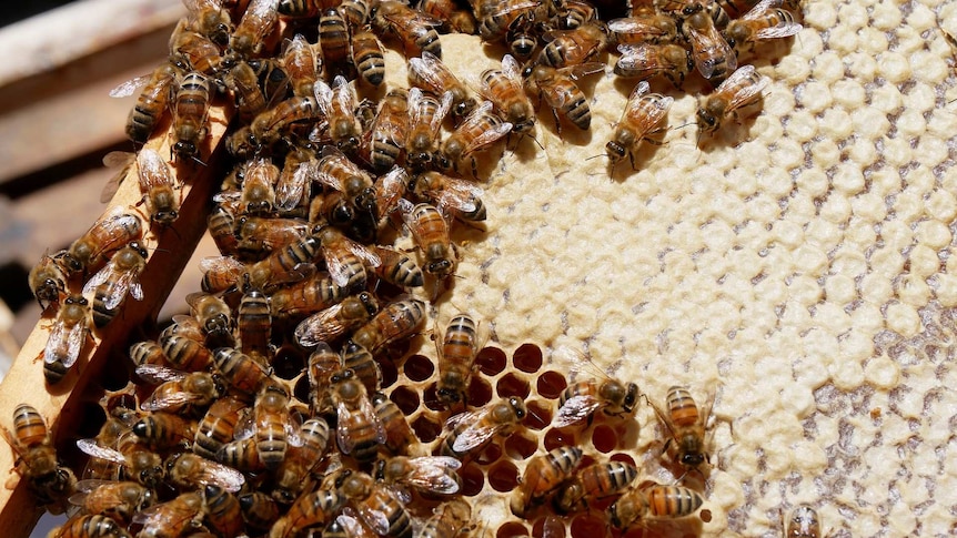 close up of hundreds of bees working in a hive