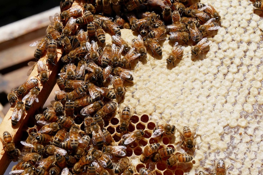 close up of hundreds of bees working in a hive