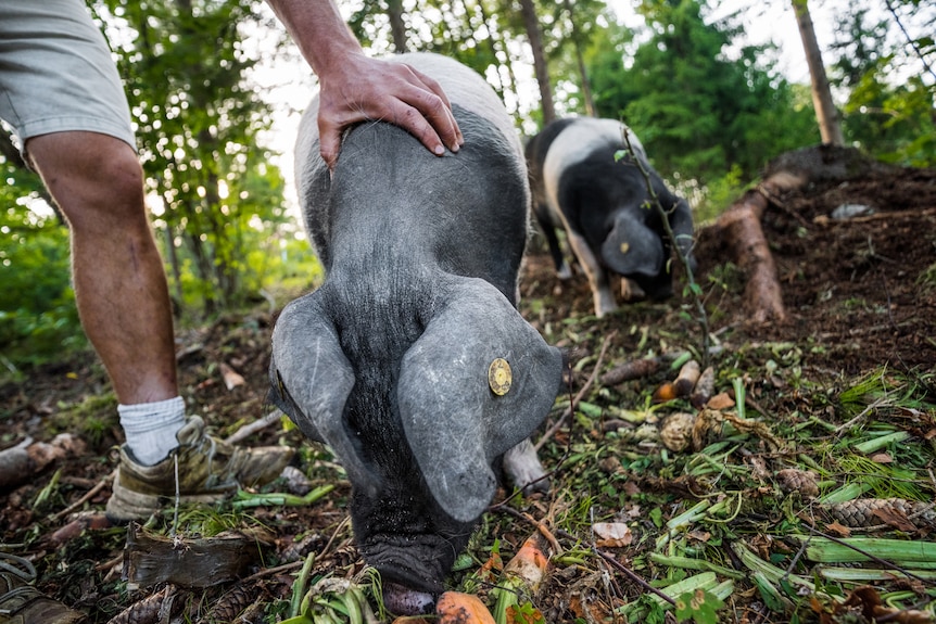 Aljaž has his hand on the back of a pig he takes care of on his property