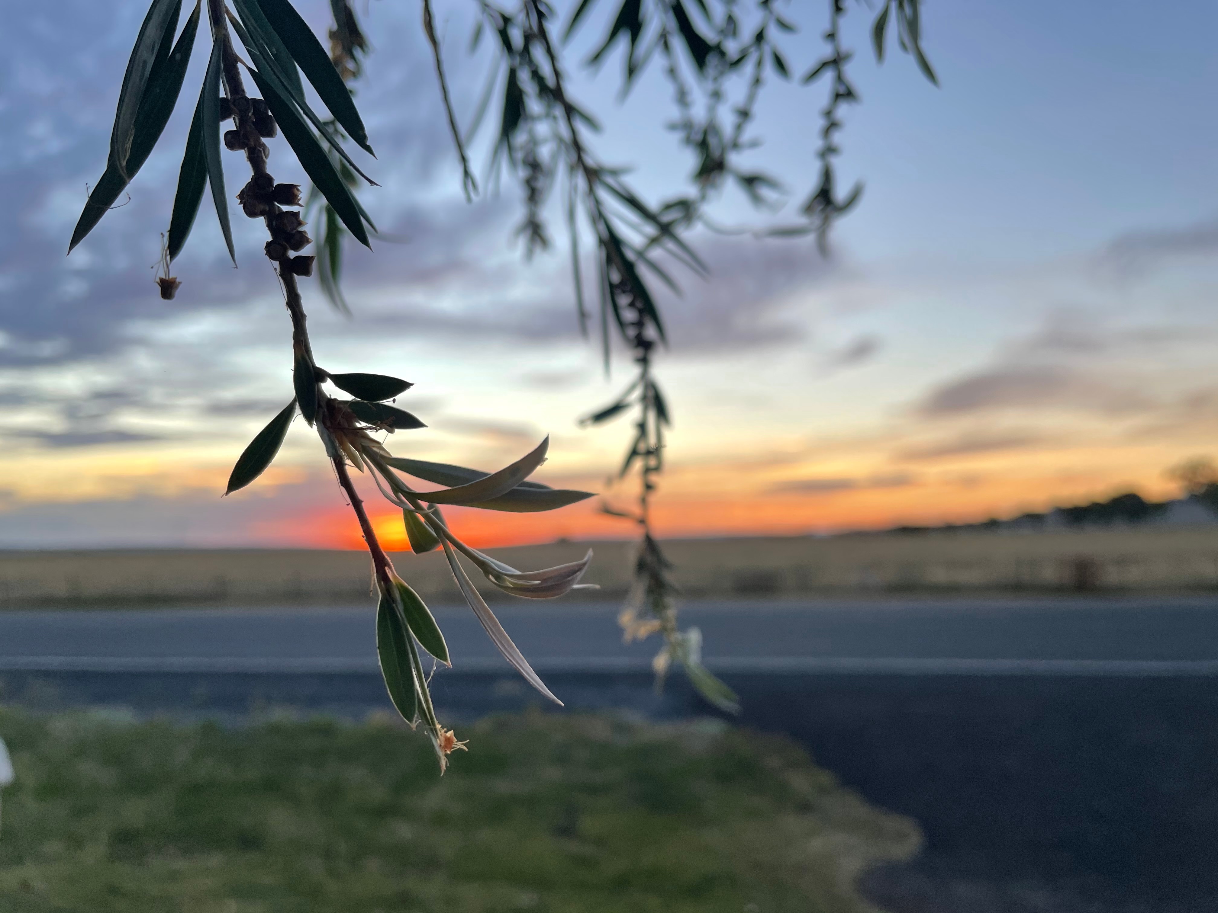 The sunsets over a paddock with a bottlebrush tree branch in the foreground. 