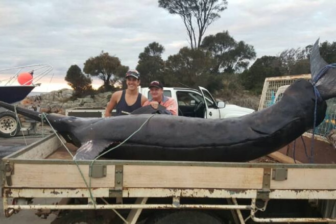 Swordfish on a truck