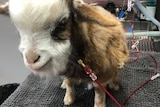 Sage the goat getting transfusion