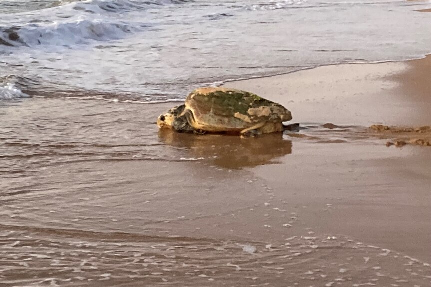 A loggerhead turtle crawling into the ocean