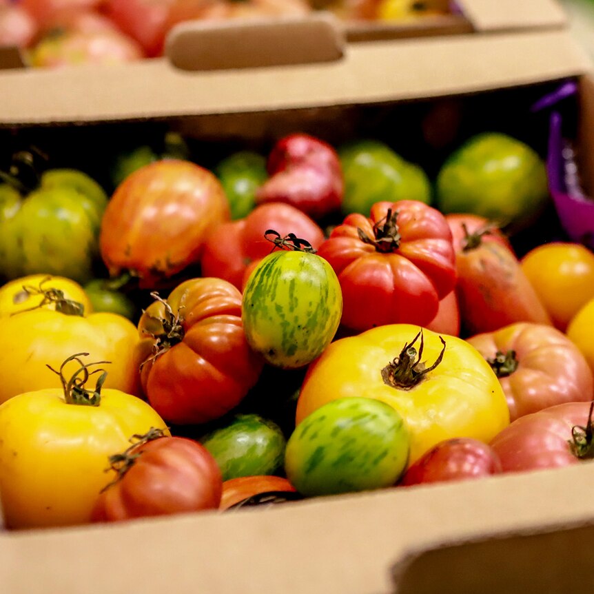A box of brightly coloured heirloom tomatoes