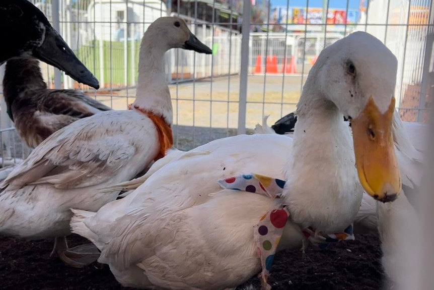 Close up of ducks behind fence with little bandannas around their necks. 