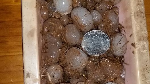 Hail in a container next to 20c and 50c pieces
