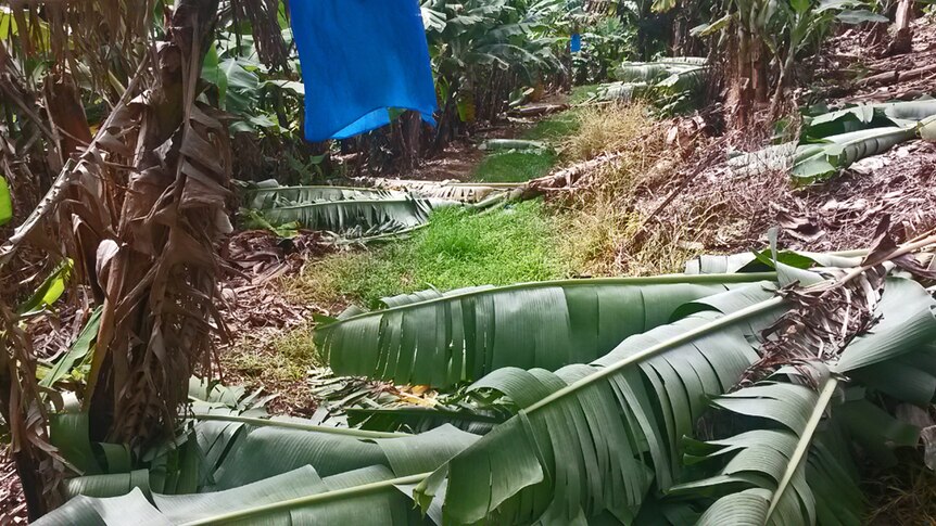 Fallen banana plants block a walking track through banana plantation.
