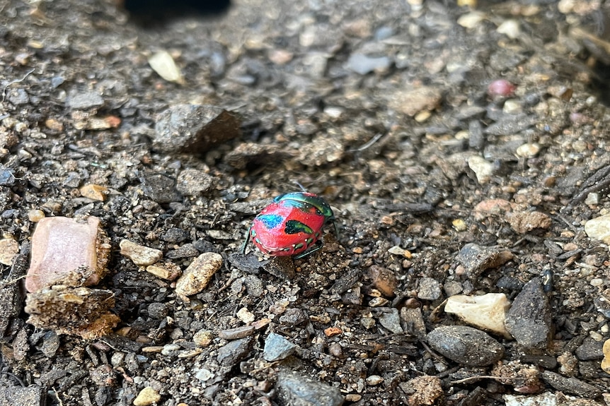 A small red bug on gravel