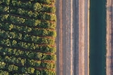 An aerial photo of a sandalwood plantation next to an irrigation channel