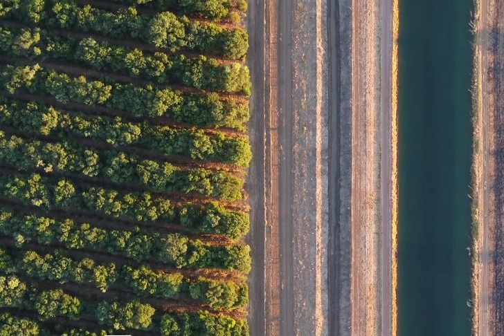 An aerial photo of a sandalwood plantation next to an irrigation channel