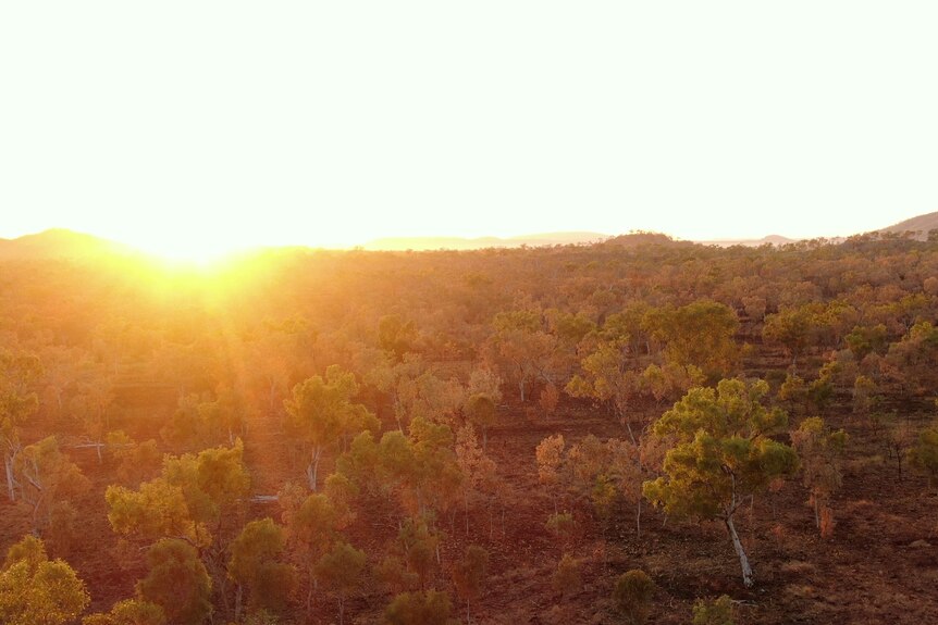 An aerial view of a treed landscape with the sun rising over the horizon.