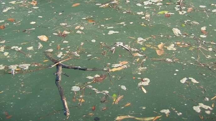 Leaf matter on water surface.