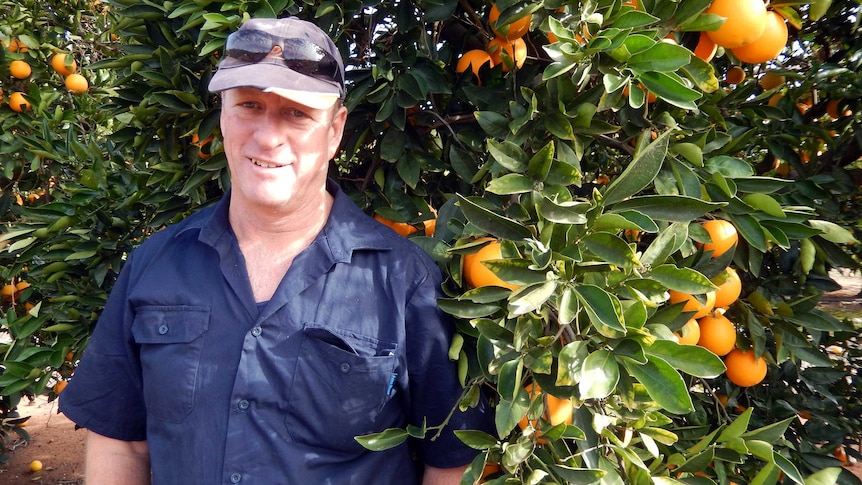 Mark Doecke amongst his orange trees.
