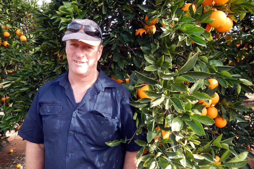 A man in a blue shirt and cap stands among his orange trees.