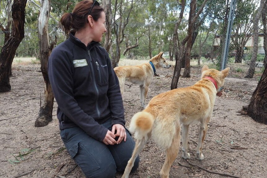 A woman in navy blue pants and jumper kneels in the dirt beside two dingoes. All three are looking in the same direction.