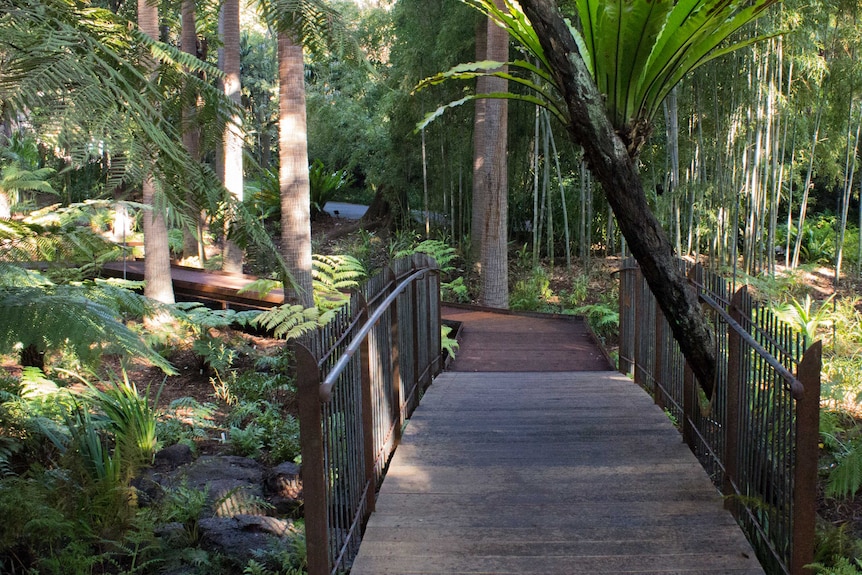 A bridge in a forest, with a hole in the hand rail through which a tree fern grows