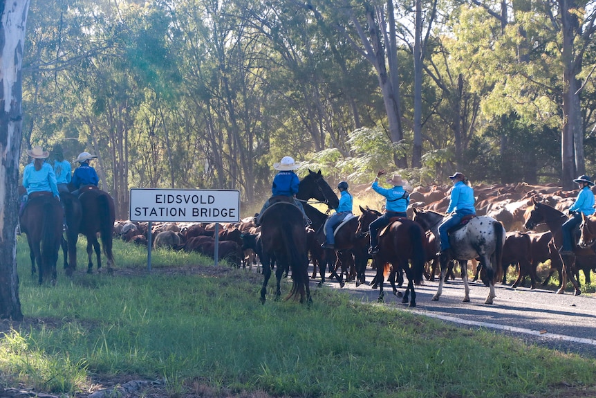 Horseriders driving cattle in the bush