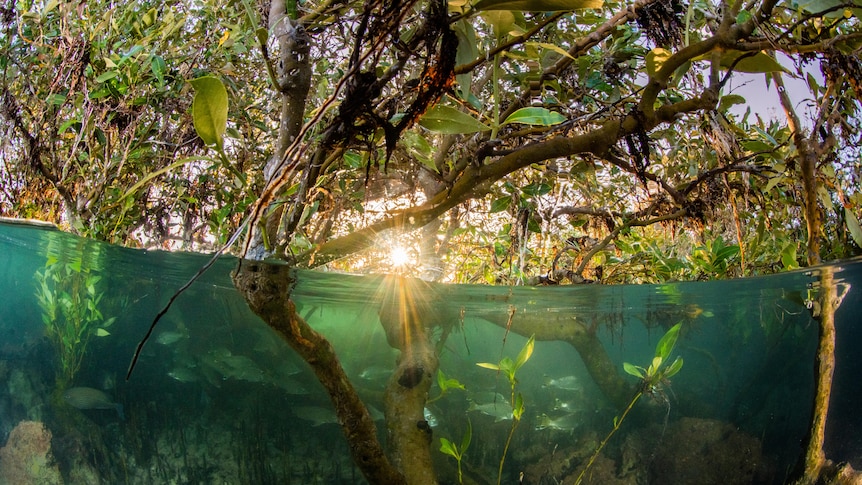 Half the image is underwater showing fish and mangrove roots, the top half is the mangrove canopy and sun peeking through.