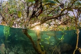 Half the image is underwater showing fish and mangrove roots, the top half is the mangrove canopy and sun peeking through.