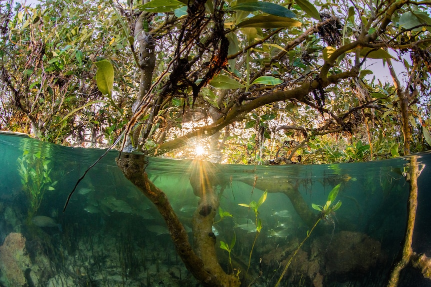 Half the image is underwater showing fish and mangrove roots, the top half is the mangrove canopy and sun peeking through
