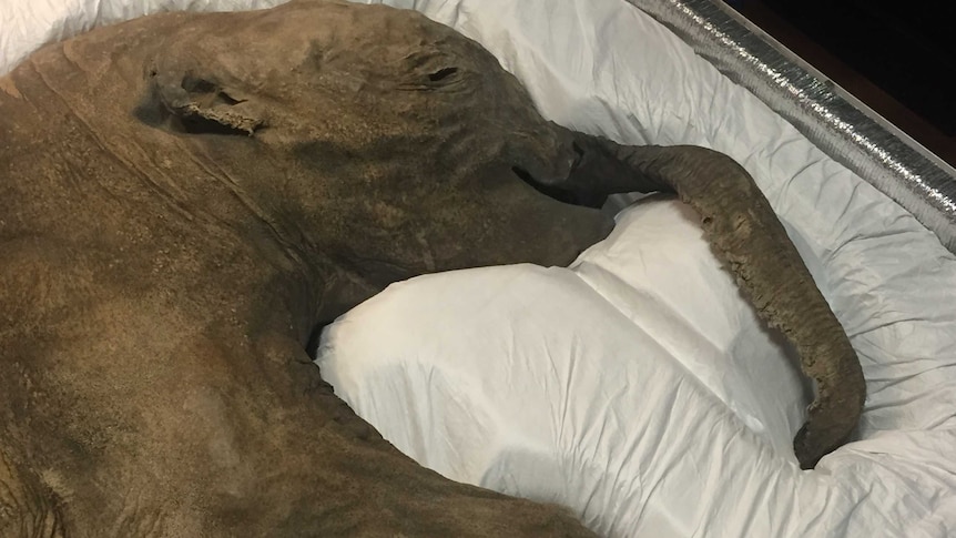 Lyuba died in a mudslide, with preserved mud found inside her trunk