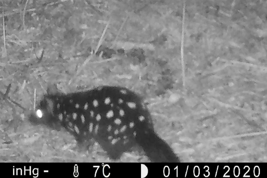 A black and white photograph of a spotted quoll, captured on a night camera