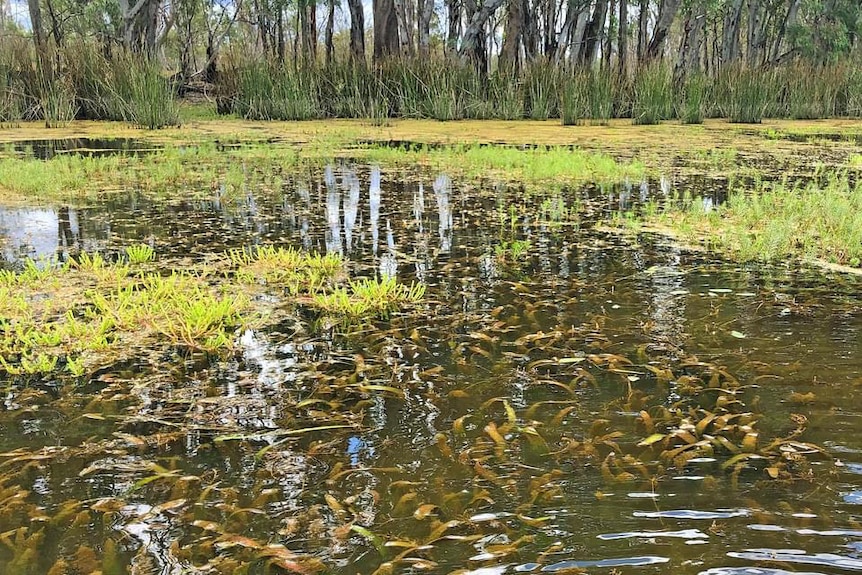 A weed sits submerged under water while lilies lay across the top of the surface.