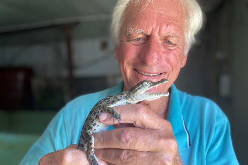 Crocodile farmer John Lever holding a baby crocodile in his hand.