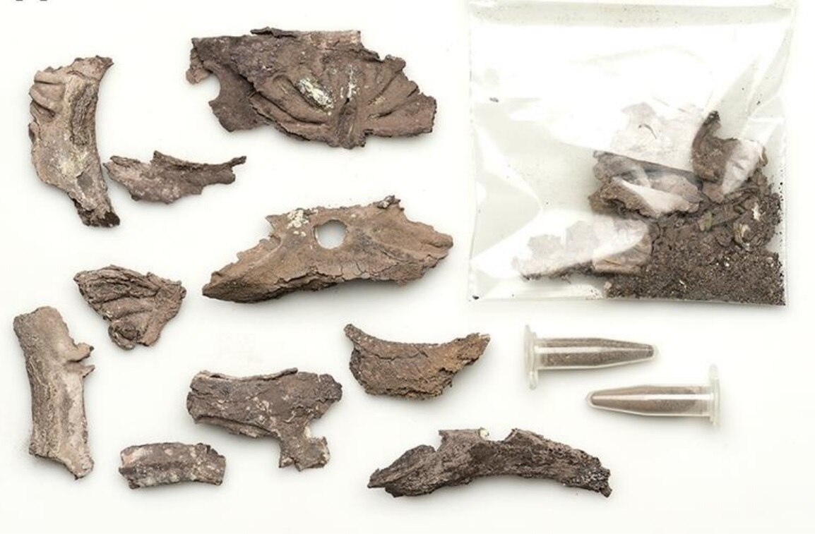 Fragments of an ancient Egyptian bracelet laid out.