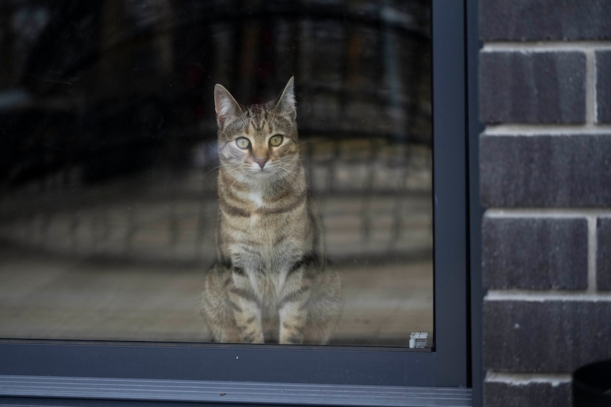 A cat looks out through a sliding door.