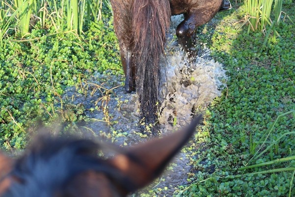 A horse's ears and another horse's legs, walking through water and reeds.