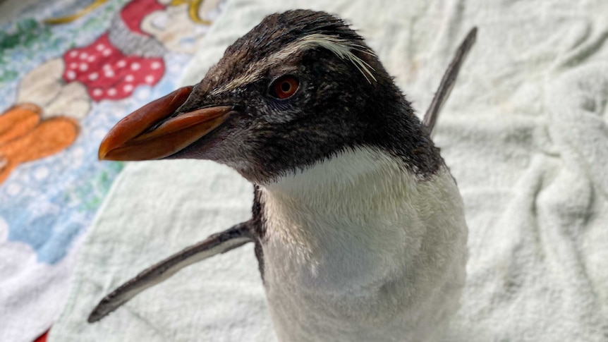 Pierre the penguin is getting plenty of attention at Perth Zoo