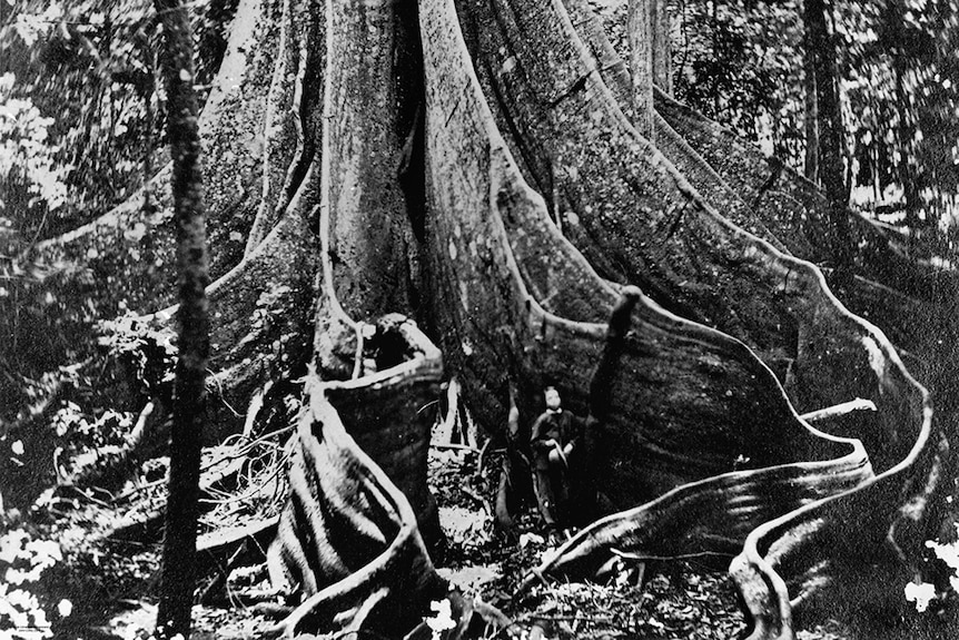 Person standing at the base of a large fig tree