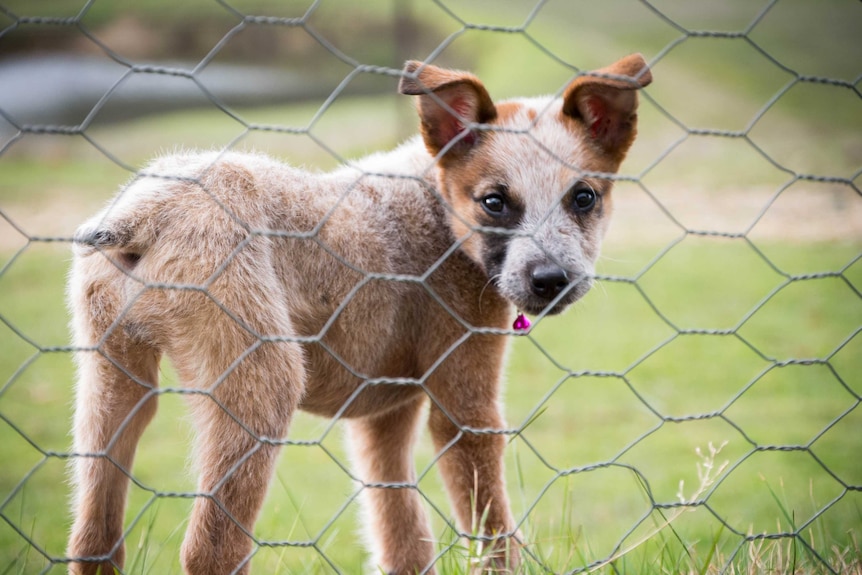 Orange coloured stumpy tail cattle dog pup looks back through a chicken wire fence