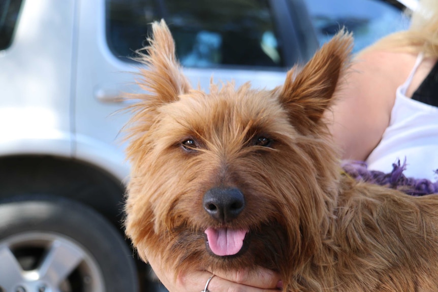 Close-up of Rusty the Australian terrier.