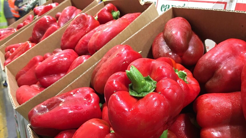Red, ripe capsicums packed in boxes ready for market