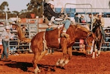 A rider competes in the open bareback event at the Coolgardie Rodeo.