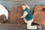 David Bidwell kneeling next to large cross-sections of tree trunks.
